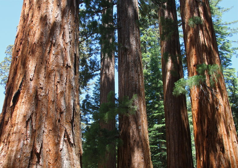 Sequoias, Mariposa Grove.