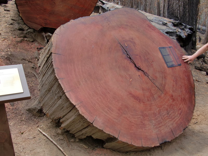 Learn about tree rings and how old these trees are.