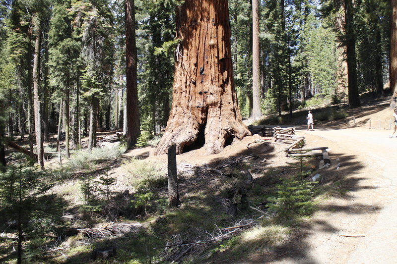 These are some huge trees!