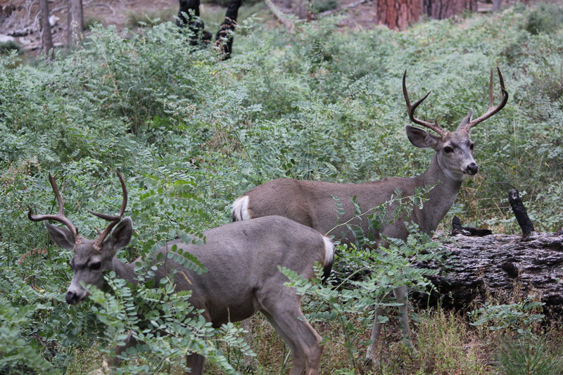 Wild California mule deer roam in wild Yosemite.