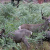 Wild California mule deer roam in wild Yosemite.