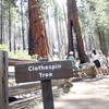 Admiring the Clothespin sequoia tree.