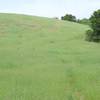 The trail is faint through this portion of the preserve.