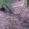 The trail enters the woods and follows a small, seasonal creek bed.