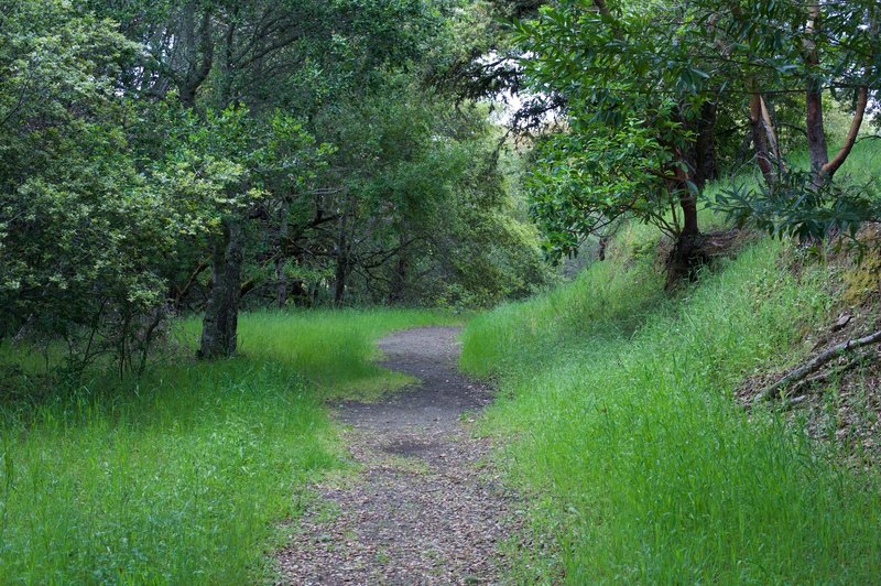 The trail widens and becomes more defined.