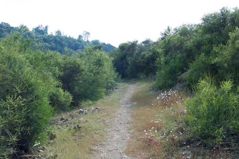 The trail becomes rockier as it makes it way through a scrubbed line corridor.