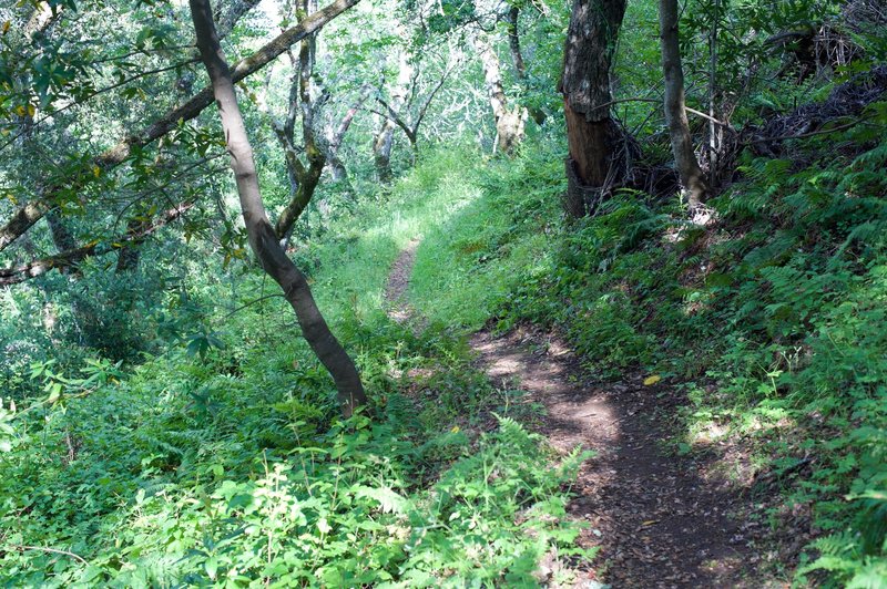 The trail as it drops through the woods.