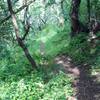 The trail as it drops through the woods.