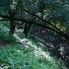 The woods provide shade from the sun and a break from the heat.