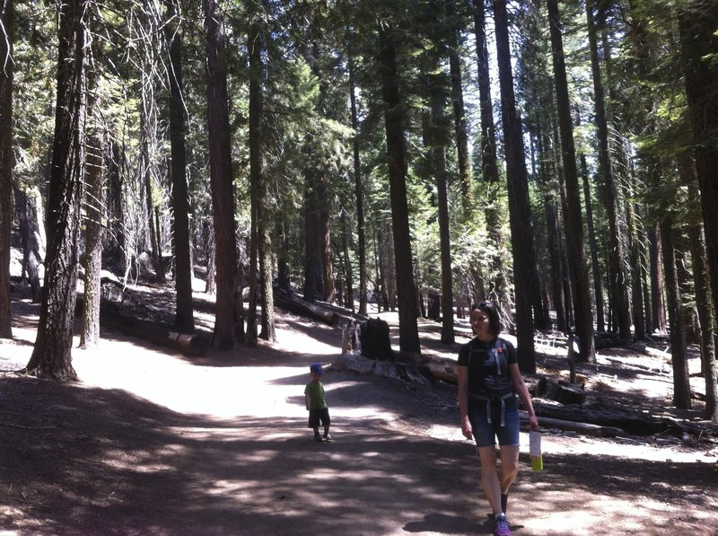 Easy wide paths in Mariposa Grove.