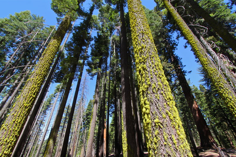 Liking the lichen in Mariposa Grove.