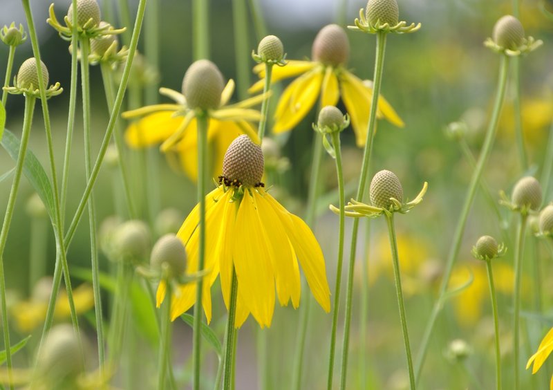 Meadow coneflowers.