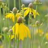 Meadow coneflowers.