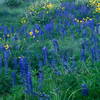 Abundant lupine.