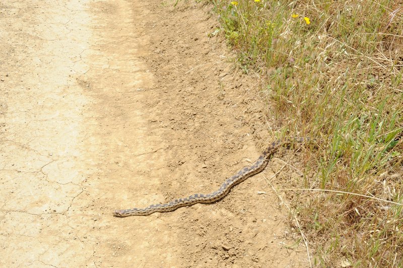 In the warmer months, snakes can be seen crossing the trails of the preserve. Keep an eye on the trail!