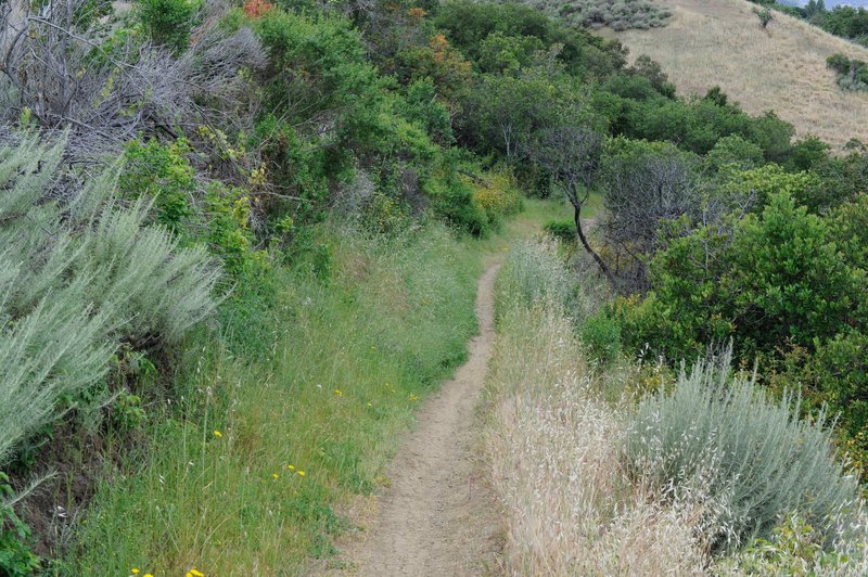 The trail is a narrow dirt track as it descends along the hillside.