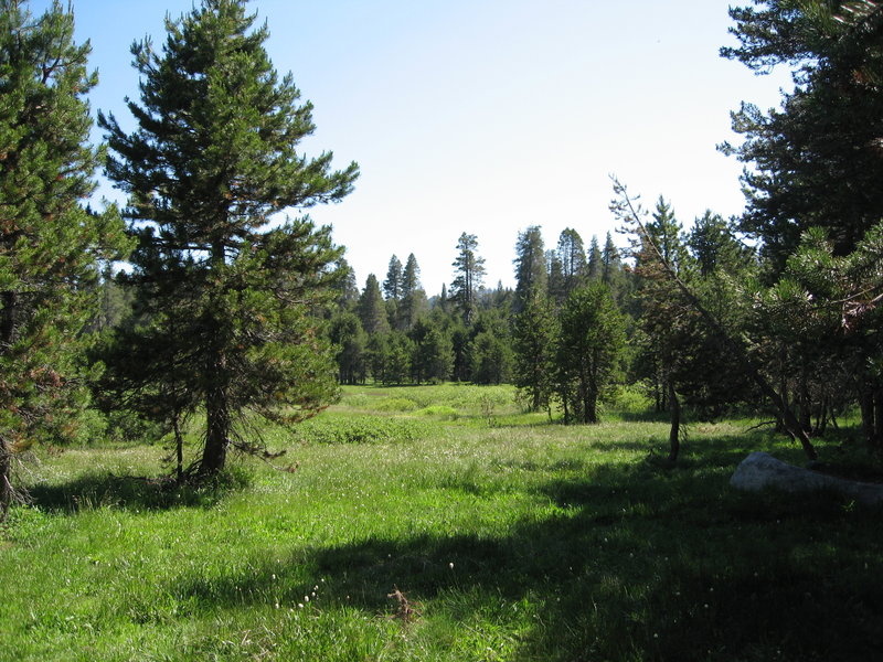 Typical meadow in Yosemite.