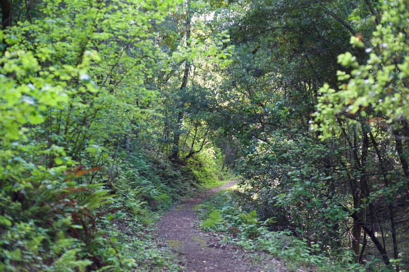 The trail as it meets up back up with the Page Mill Trail.