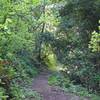 The trail as it meets up back up with the Page Mill Trail.