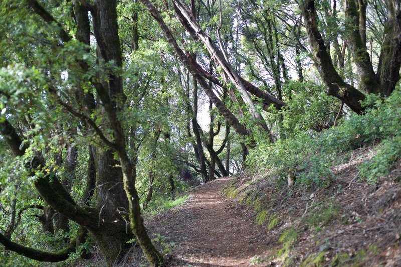 The trail as it meanders through the woods.