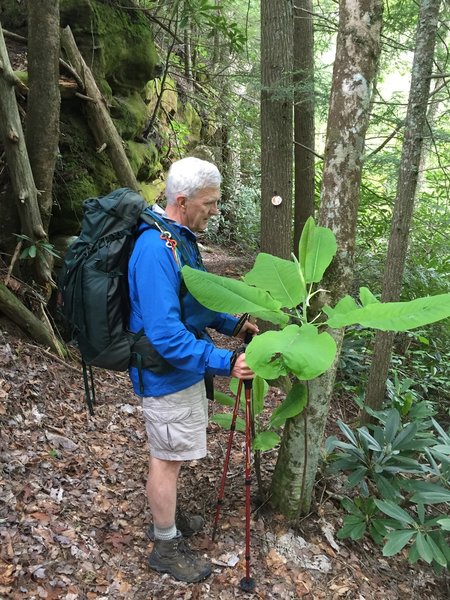 One of the many pawpaw trees growing along the Ridge Trail.