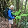 One of the many pawpaw trees growing along the Ridge Trail.