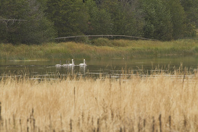 Swans in the ponds at Hidden Meadow.