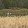 Swans in the ponds at Hidden Meadow.