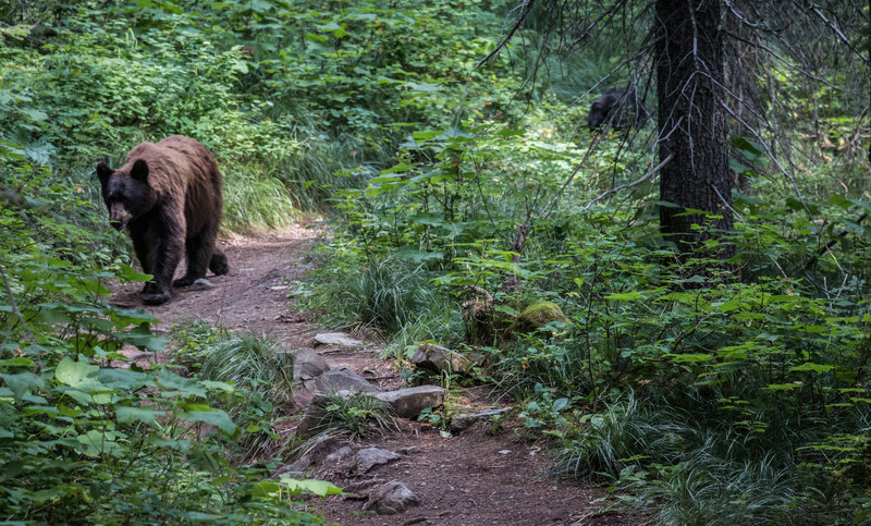 Not the only one enjoying the trails.