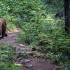 Not the only one enjoying the trails.