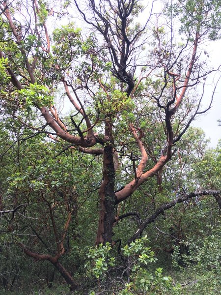 A powerful Madrone