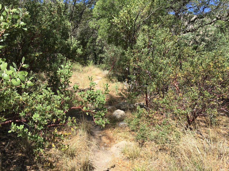 For the first mile and a quarter, the Miller Creek Trail parallels Miller Creek. Here the trail meanders through manzanitas.