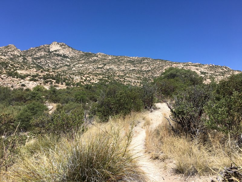 As you climb away from Miller Creek, the trail winds up a boulder field.