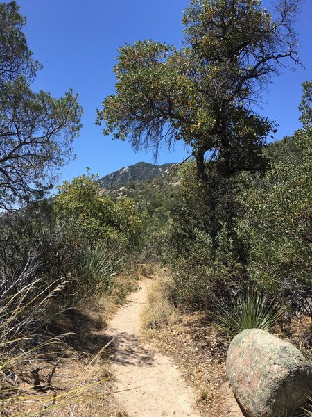 View looking south towards the higher country if you continue to the top of Rincon Peak.