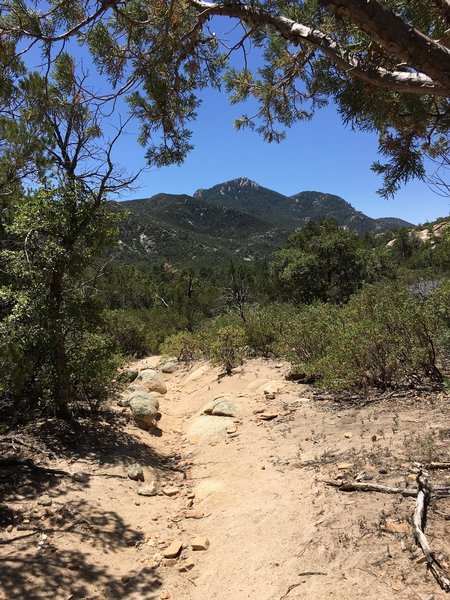 View of Rincon Peak from the Miller Creek Trail.