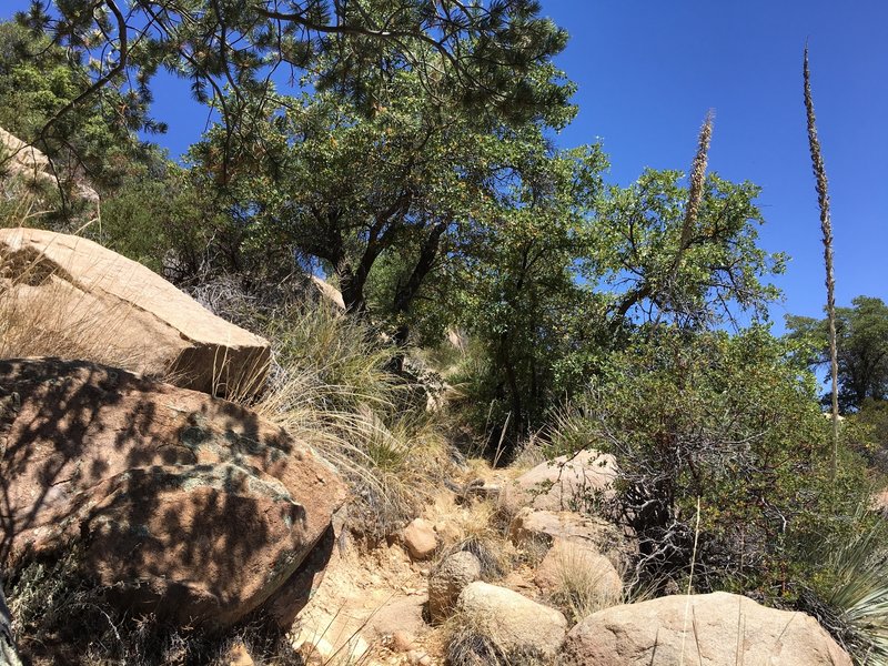 View of the trail as it climbs through the boulders.