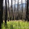 Rebirth of a forest, Glacier National Park