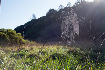 Morning spider web.