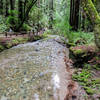 Redwood Creek in Muir Woods.