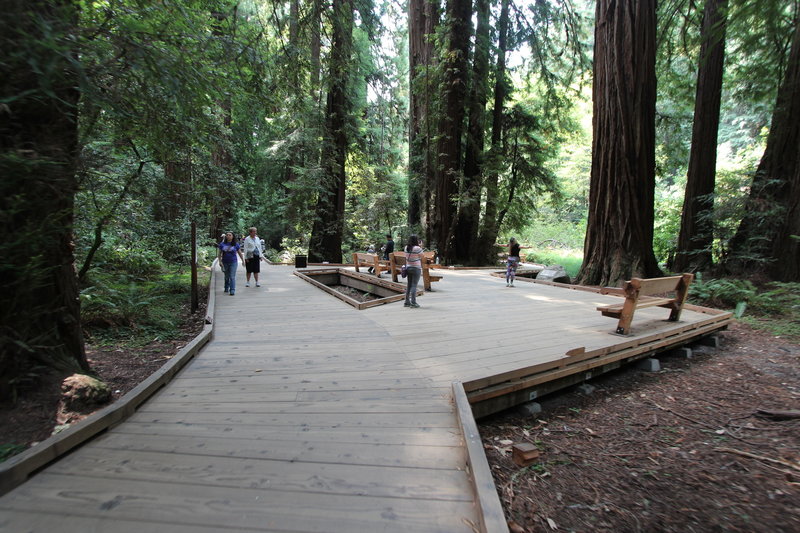 The boardwalks in Muir Woods.