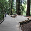 The boardwalks in Muir Woods.