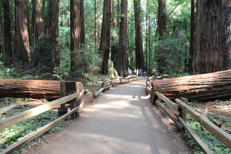 The path into Muir Woods.