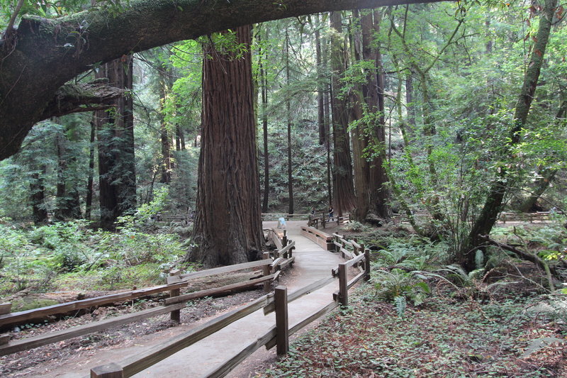 Winding through the redwoods.