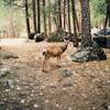 A curious deer near Wawona.