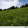 Meadow with wildflowers