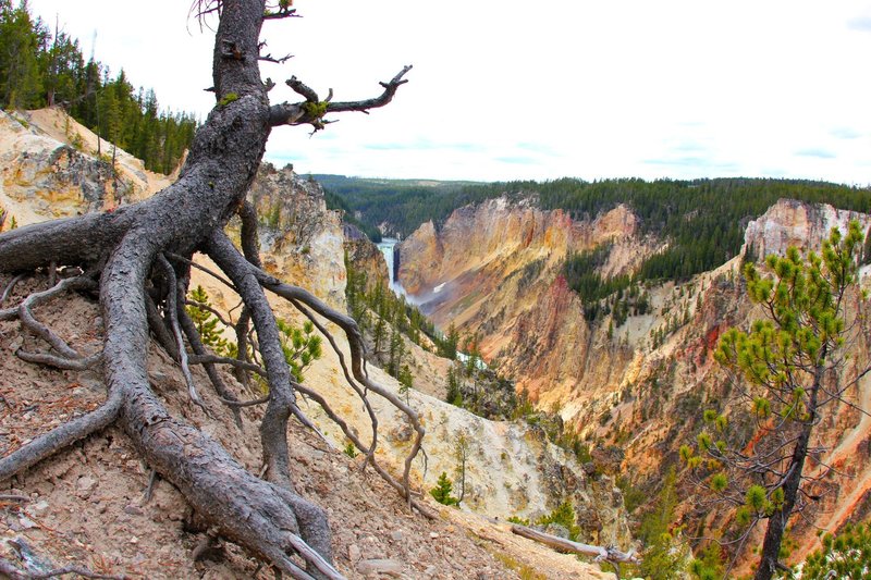 The colors of Yellowstone's Grand Canyon.