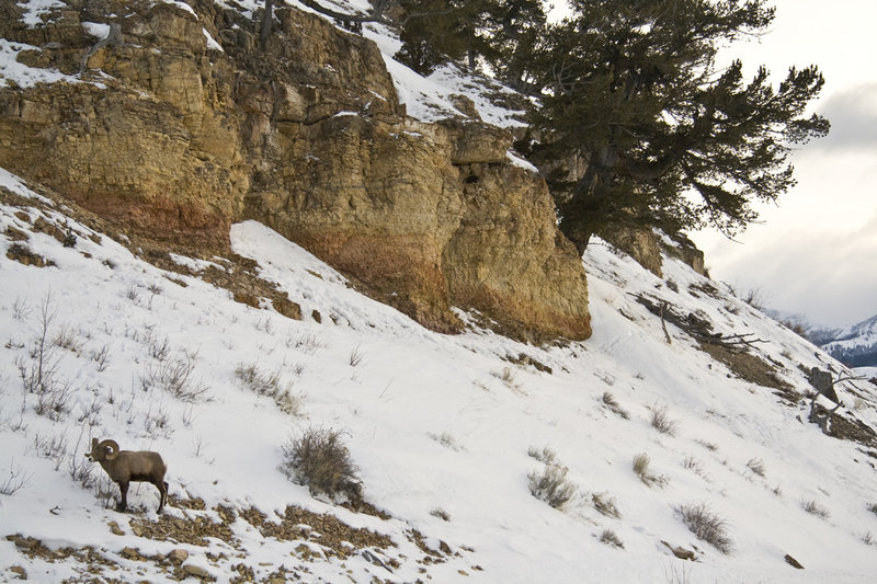 Bighorn Ram near the Lamar River. with permission from walkaboutwest *No Commercial Use