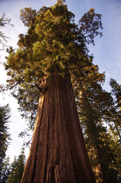 A giant in the Mariposa Grove.