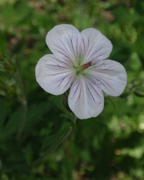 Meadow wildflowers