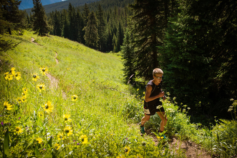 July Aspen Sunflowers in meadow along Wild Cat Creek, during the annual Grin & Bear It trail run.